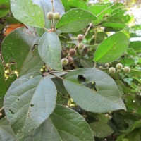 Croton laccifer L.